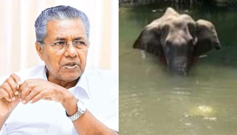 One arrested in Kerala elephant killing case, more people under scanner
