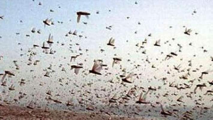 Locust swarms attack Telangana state near 200KMs Locust swarms attack Telangana state near 200KMs