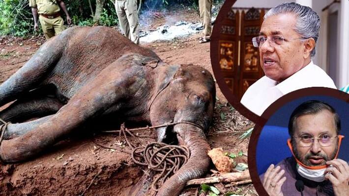 Justice will prevail says Kerala cm on pregnant elephant killing Justice will prevail says Kerala cm on pregnant elephant killing