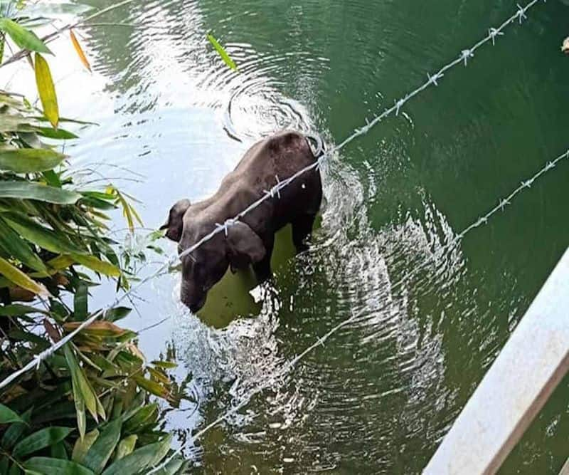 Elephant killing in Rahul Gandhi block! Why not keep your mind quiet? Maneka Gandhi's question ..