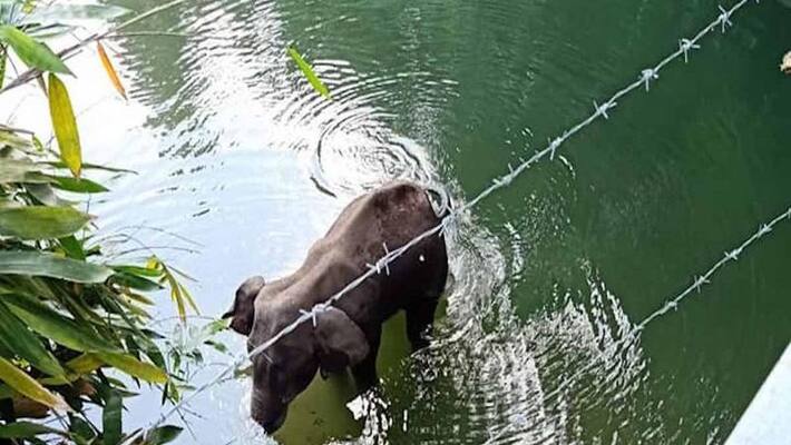 pregnant elephant died his lungs stopped working, post mortem revealed KPP pregnant elephant died his lungs stopped working, post mortem revealed KPP