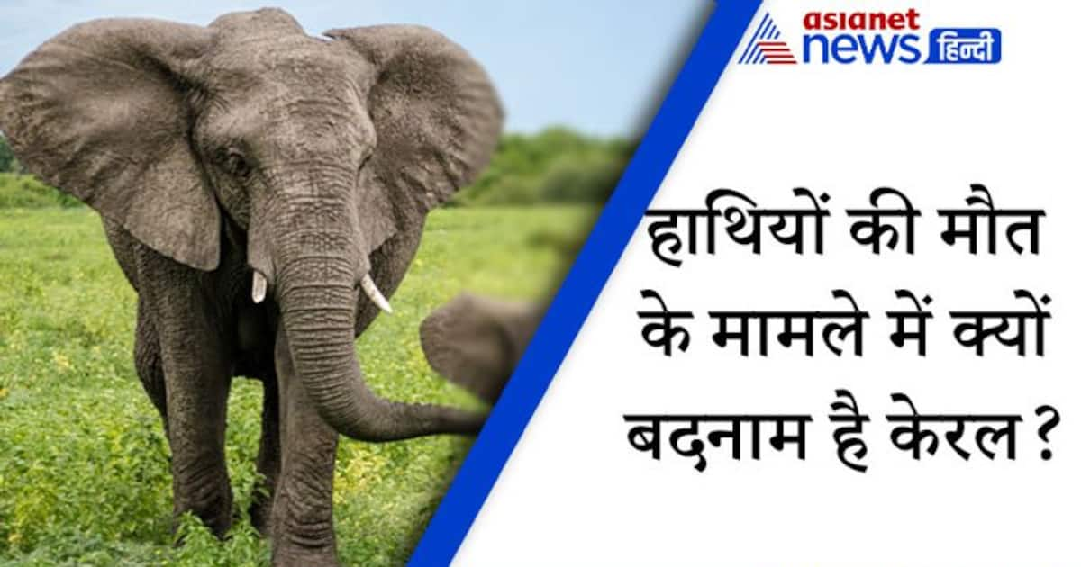 हर त न म मर ज त ह एक ह थ ज न भ रत इन ब ज ब न क द र दश Fact About Elephant In Keral Kpz