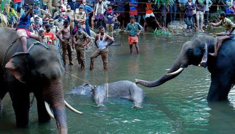 One arrested in Kerala elephant killing case, more people under scanner