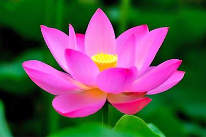 health benefits of lotus