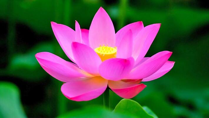 Why is lotus flower important in religious works? Know the special things related to this flower KPI Why is lotus flower important in religious works? Know the special things related to this flower KPI
