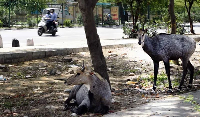 जब लॉकडाउन में इंसान घरों में बंद हैं, तब सड़कों पर जानवर आराम से घूम रहे हैं। तुगलकाबाद में नील गाय आराम से सड़कों पर घूमती नजर आई। 
