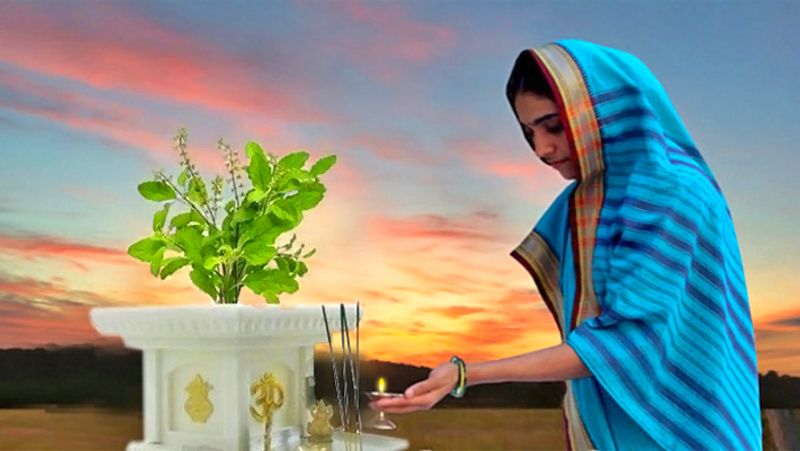 4. नियमित तुलसी के पौधे को जल दें और शाम के समय दीपक जलाएं। इससे घर पर हमेशा लक्ष्मी की कृपा बनी रहती है।
