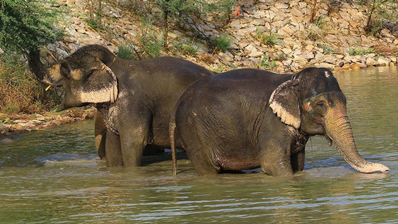 यह तस्वीर राजस्थानी की है। गर्मी स निजात पानी पानी में अठखेलियां करता हाथी का झुंड।