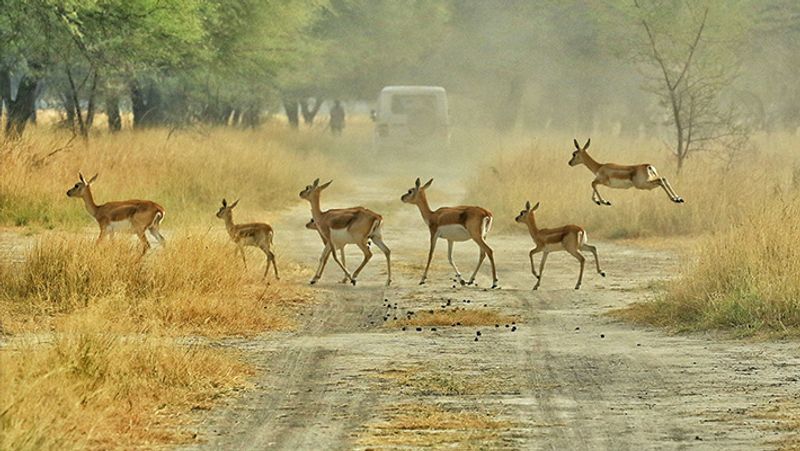 भारत
भारत में पर्यावरण को बचाने के लिए कई तरह के आंदोलन हुए हैं। भारत सरकार ने 1976 में संविधान में संशोधन कर दो महत्त्वपूर्ण अनुच्छेद 48 ए तथा 51 ए (जी) जोड़ें। अनुच्छेद 48 ए राज्य सरकार को निर्देश देता है कि वह ‘पर्यावरण की सुरक्षा और उसमें सुधार सुनिश्चित करे, तथा देश के वनों तथा वन्यजीवन की रक्षा करे।