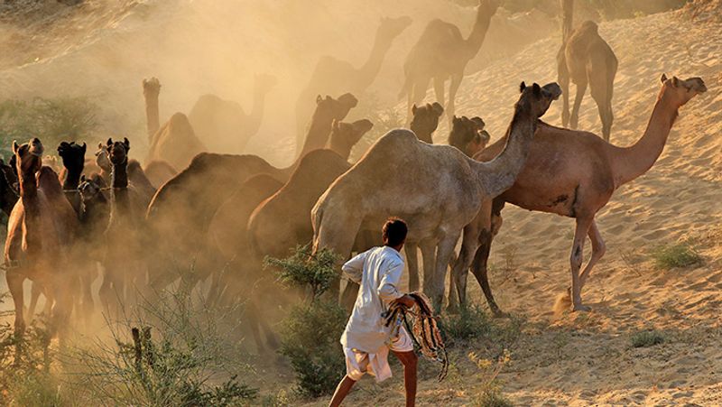 राजस्थान की एक खूबसूरत तस्वीर।