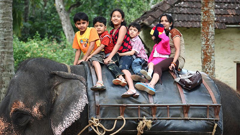 हाथी इंसानों के सबसे प्रिय साथी होते हैं।
