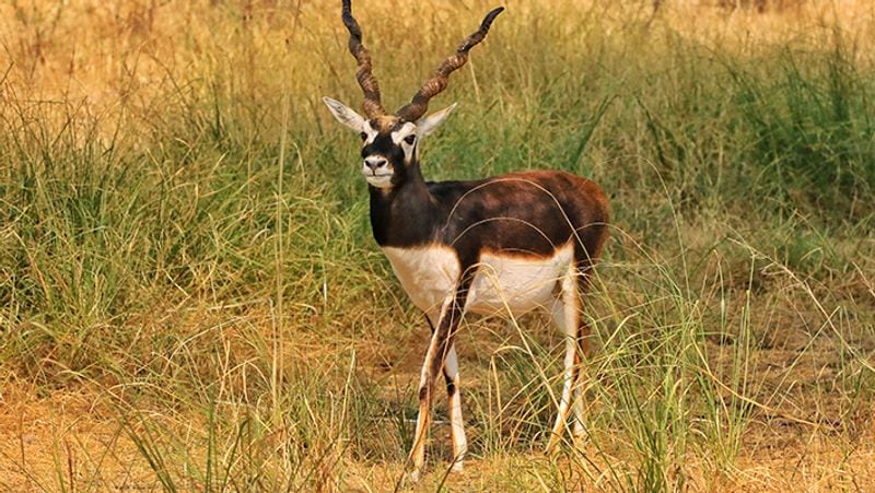 राजस्थान के चुरू के ताल छापर पार्क में विचरण करता काला हिरण।
