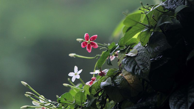 ग्लोबल वार्मिंग को लेकर दुनिया के कई देश एकजुट
ग्लोबल वार्मिंग (Global warming) और जलवायु परिवर्तन (Climate Change) को लेकर दुनिया के कई देश एकजुट है औऱ इस दिशा में काम कर रहे हैं। ग्लोबल वार्मिंग का मतलब वातावरण में ग्रीन हाउस गैसों की बढ़ती सांद्रता के कारण पृथ्वी की सतह का तापमान बढ़ जाना है जबकि जलवायु परिवर्तन के कारण समुद्र का जलस्तर बढ़ने लगा है। 