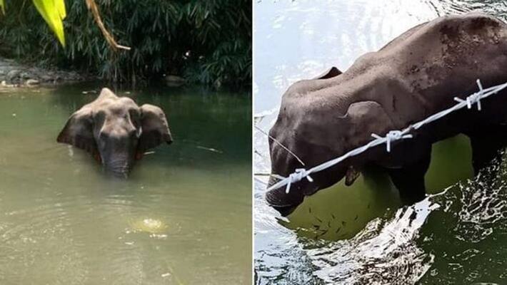 One accused arrested, in connection with death of the pregnant elephant in Palakkad KPS One accused arrested, in connection with death of the pregnant elephant in Palakkad KPS