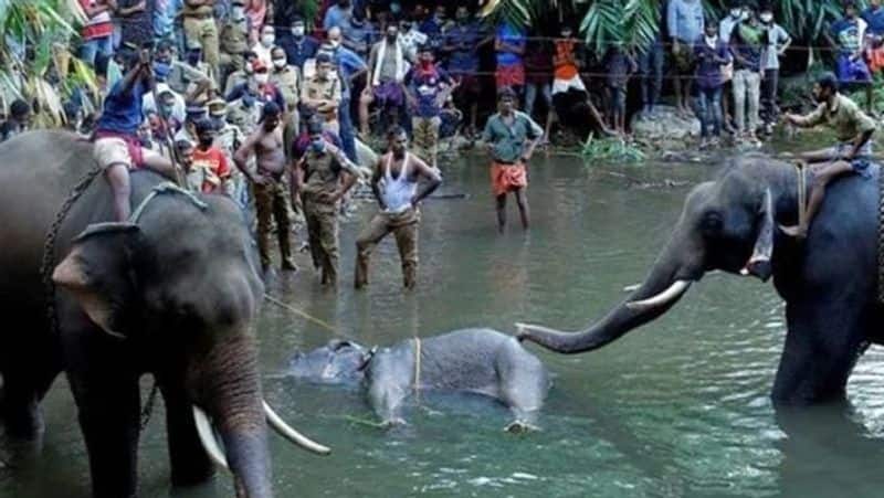 Kerala elephant death: Police say cracker-stuffed coconut used, hunt on for 2 more suspects