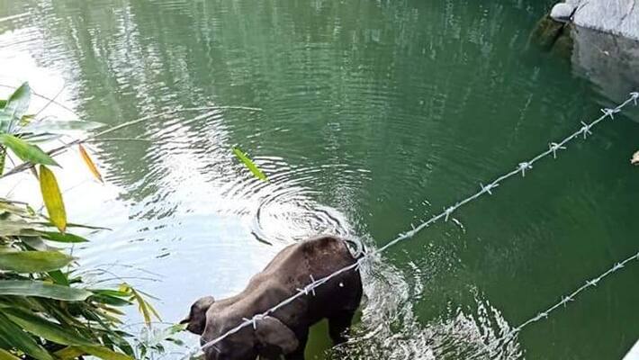 Kerala elephant death: Police say cracker-stuffed coconut used, hunt on for 2 more suspects Kerala elephant death: Police say cracker-stuffed coconut used, hunt on for 2 more suspects