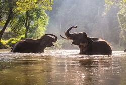 World Environment Day: Why elephants are imperative for sustenance of life