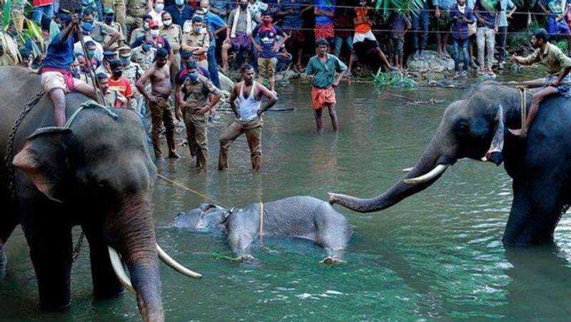 Kerala elephant death fake photo circulating