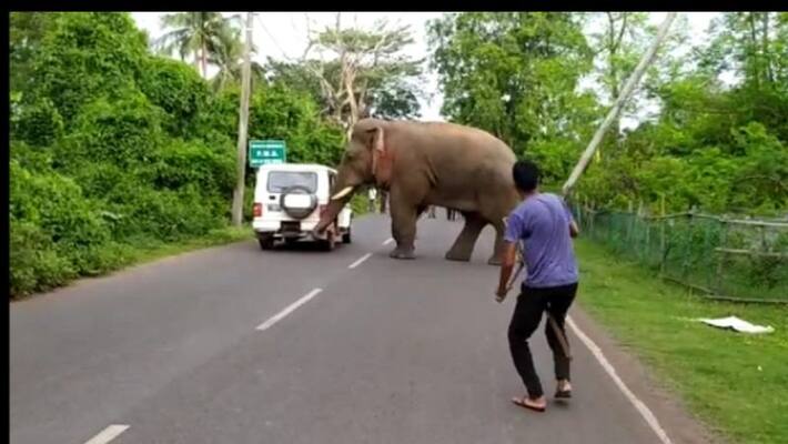 Elephant on road sparks panic among locals in Jhargram Elephant on road sparks panic among locals in Jhargram