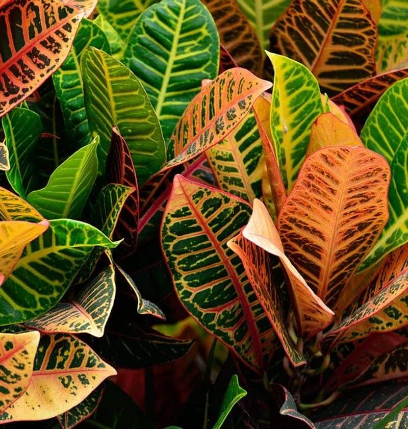 croton plant indoor and outdoor