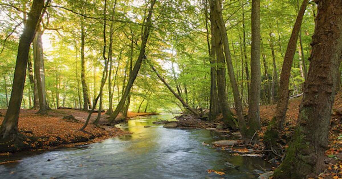 It’s time for nature An insight into the urban biodiversity
