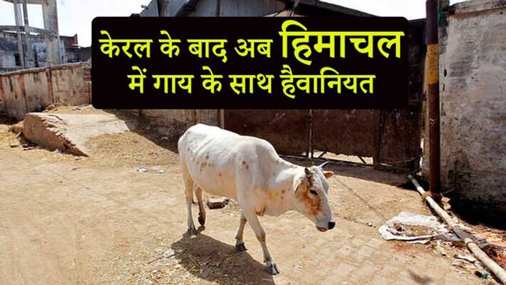 After Kerala, cow injured in Himachal as it eats firecrackers wrapped in wheat flour ball KPP After Kerala, cow injured in Himachal as it eats firecrackers wrapped in wheat flour ball KPP