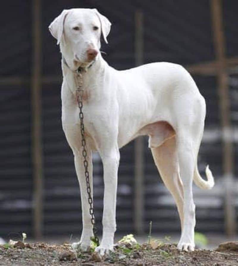 sandeep about different types of dogs