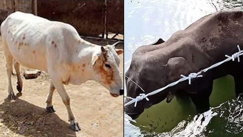 Kerala Rerun Portion of Cows Face Blown Away After Consuming Wheat With CrackersVideo Goes Viral