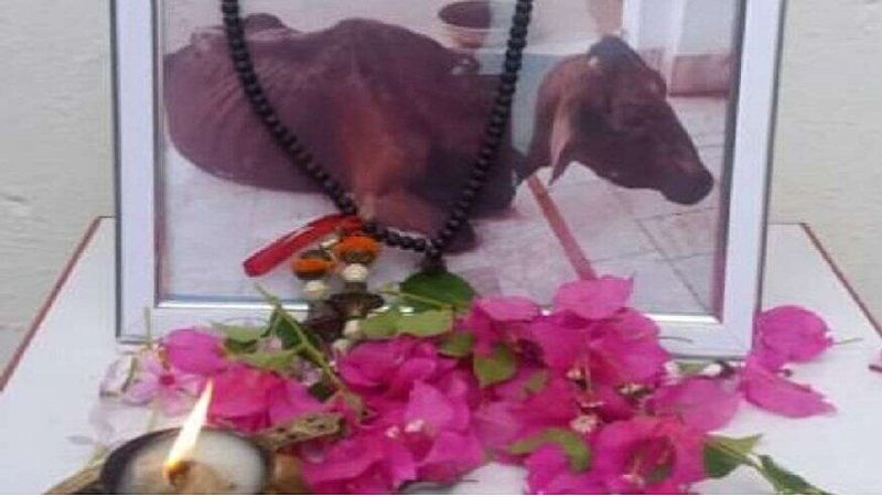 कृष्णपाल ने 1993 में अपने रिश्तेदार के यहां से एक बछिया को लेकर आए थे। जिसे वह एक बछिया कम और परिवार का सदस्य ज्यादा मानते थे।
