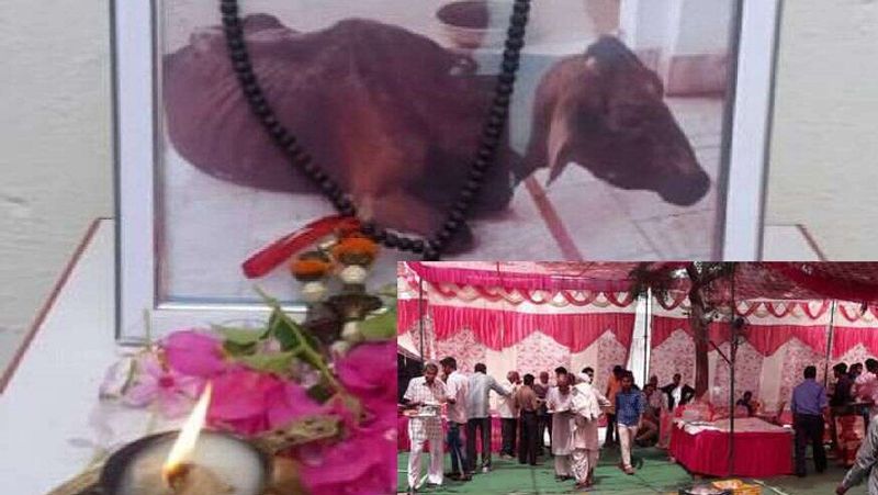 कृष्णपाल उसे प्यार से उसे राधा बुलाते थे। समय के साथ-साथ बछिया से राधा गाय बन गई और परिवार के साथ खुद भी एक सदस्य की तरह व्यवहार करती। लेकिन, जैसे-जैसे समय बढ़ता रहा राधा गाय की उम्र भी बढ़ती चली गई। आखिरकार एक समय आया जब राधा (गाय) की मौत हो गई।