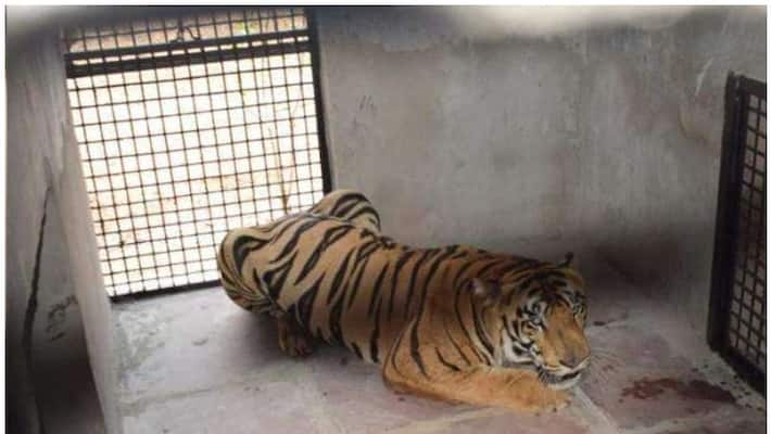 Tiger straying in human habitats quarantined at national park in Bhopal Tiger straying in human habitats quarantined at national park in Bhopal