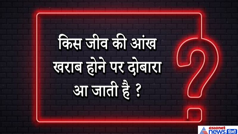 जवाब: घोंघा। 