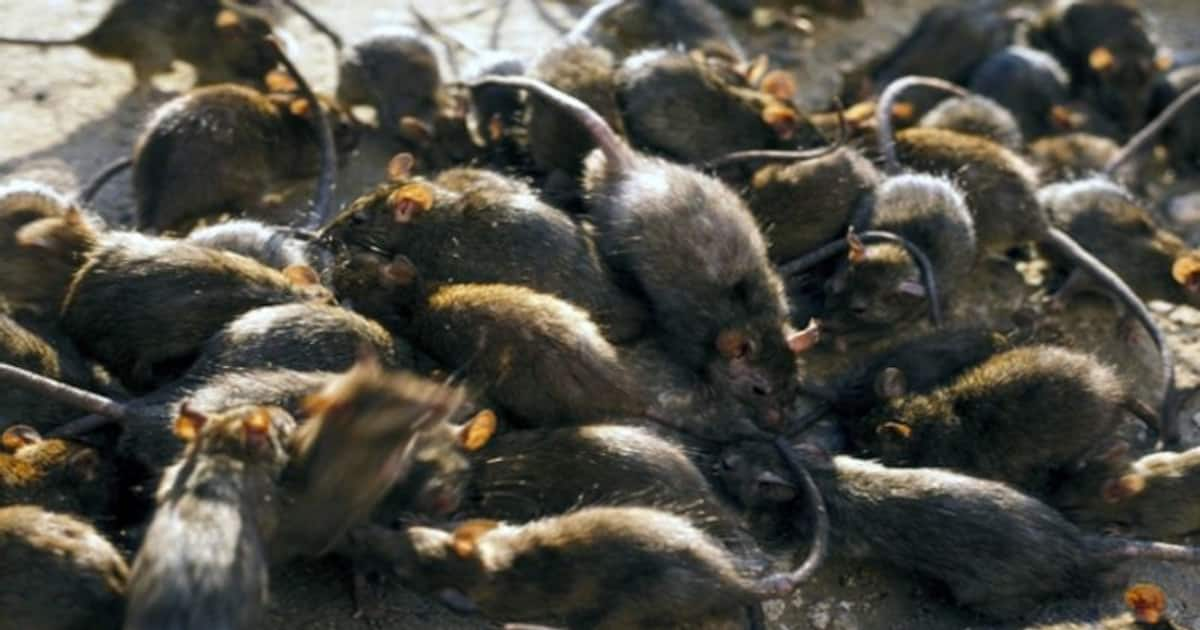 A Greedy And Destructive Rat Plague   Giant Rats 1 Jpg 1200x630xt 