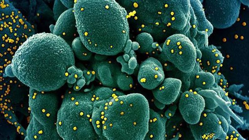 अमेरिकन कंपनी मॉडेर्ना की mRNA वैक्सीन भी इम्यून सिस्टम को कोरोना के स्पाइक प्रोटीन को पहचानने की ट्रेनिंग देने की कोशिश करती है। यह वैक्सीन फिलहाल फेज 2 ट्रायल में है। कोरोना वायरस का जेनेटिक सीक्वेंस पता चलने के 66 दिन के भीतर ही इस वैक्सीन का ह्यूमन ट्रायल शुरू हो गया था।
