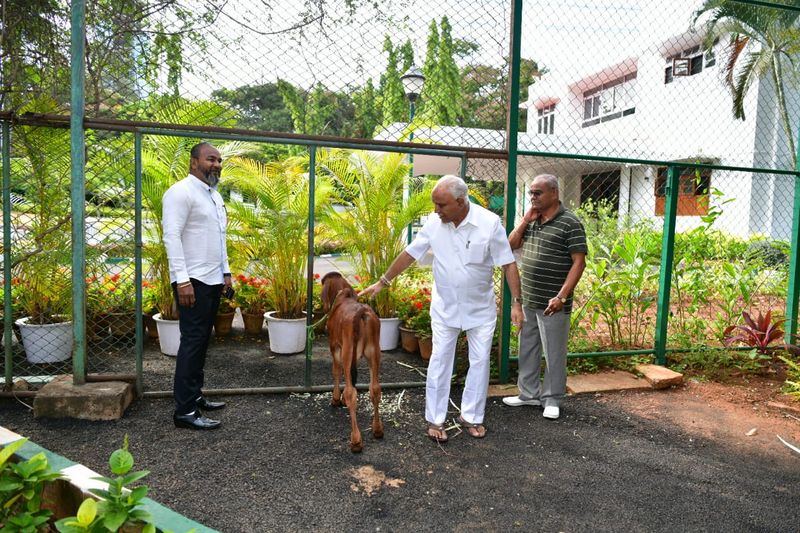 ಕರುವಿನೊಂದಿಗೆ ಸಮಯ ಕಳೆಯುತ್ತಿರುವ ಸಿಎಂ ಯಡಿಯೂರಪ್ಪ.