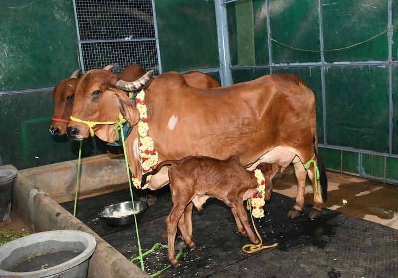 ಕಾವೇರಿ ನಿವಾಸದಲ್ಲಿ ಇವುಗಳಿಗೆ ಪ್ರತ್ಯೇಕ ಶೆಡ್ ನಿರ್ಮಾಣ ಮಾಡಿ, ಹಸುಗಳ ಆರೈಕೆಯನ್ನು ಸಿಎಂ ಬಿಎಸ್ವೈ ಕುಟುಂಬದವರೇ ನೋಡಿಕೊಳ್ಳುತ್ತಿದ್ದಾರೆ.
