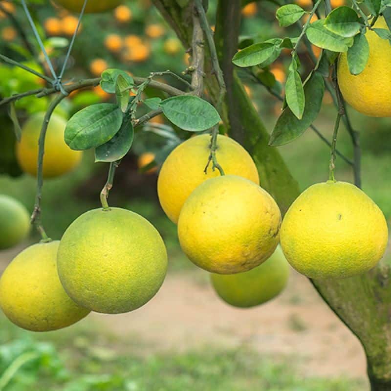 how to grow pomelo