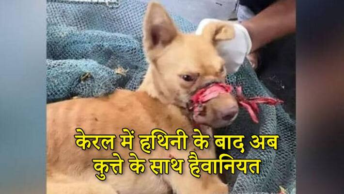 Dog mouth sealed by tape in kerala rescued after 2 weeks KPP Dog mouth sealed by tape in kerala rescued after 2 weeks KPP