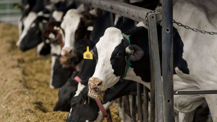 Kolkata restaurants coffee shops under CBI scanner in Cattle smuggling case RTB Kolkata restaurants coffee shops under CBI scanner in Cattle smuggling case RTB