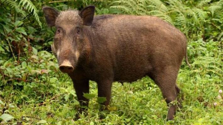 wild boar was shot dead in kozhikode wild boar was shot dead in kozhikode