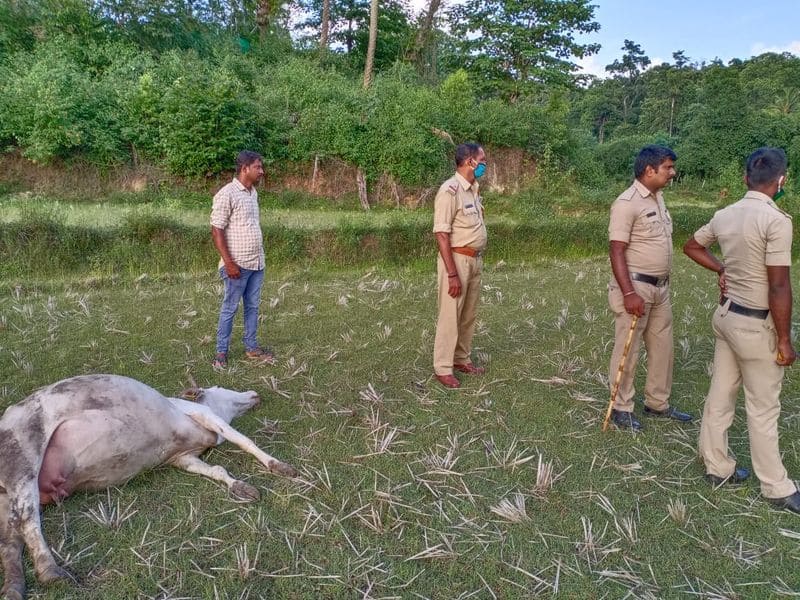 3 cows killed by keeping poison in Jack fruit in Chikkamagaluru alike Kerala Elephant death