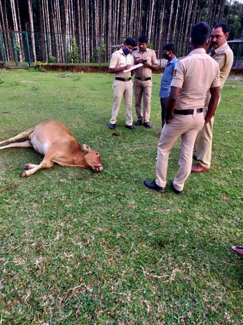 3 cows killed by keeping poison in Jack fruit in Chikkamagaluru alike Kerala Elephant death