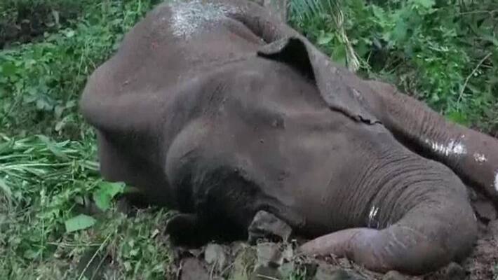 Kerala An elephant died in Malappuram y'day after it was found seriously injured KPS Kerala An elephant died in Malappuram y'day after it was found seriously injured KPS