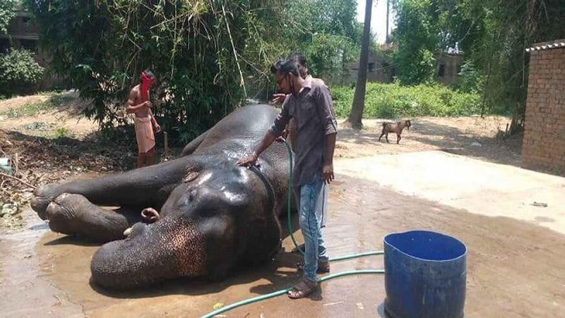ಇನ್ನು ಅಖ್ತರ್ ಮಗ ಮೆರಾಜ್ ಬೇಟೆಗಾರರ ಜೊತೆ ಸೇರಿ ಈ ಆನೆಗಳನ್ನು ಮಾರಾಟ ಮಾಡಲೂ ಯತ್ನಿಸಿದ್ದರಂತೆ. ಆದರೆ ಈ ವೇಳೆ ಆತ ಸಿಕ್ಕಿ ಬಿದ್ದಿದ್ದ. ಹೀಗಾಗೇ ನಾನು ನನ್ನ ಆಸ್ತಿಯನ್ನು ಆನೆಗಳ ಹೆಸರಿಗೆ ಬರೆದಿದ್ದೇನೆ. ಆನೆಗಳು ಇಲ್ಲದಿದ್ದರೆ ಈ ಆಸ್ತಿ ಕುಟುಂಬದ ಸದಸ್ಯರಿಗೂ ಸಿಗುವುದಿಲ್ಲ ಎಂದಿದ್ದಾರೆ.