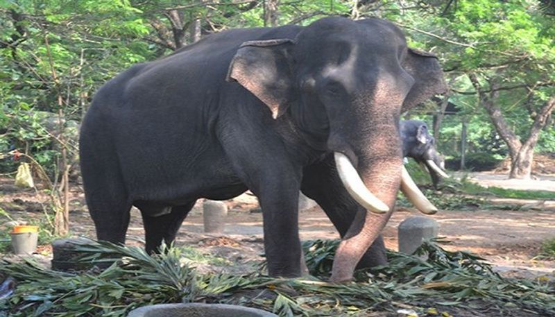 ಇನ್ನು ಒಂದು ಬಾರಿ ಅಖ್ತರ್ ಮೇಲೆ ಮಾರಣಾಂತಿಕ ಹಲ್ಲೆ ನಡೆದಿದ್ದು, ಈ ವೇಳೆ ಆನೆಗಳೇ ಅವರನ್ನು ರಕ್ಷಿಸಿದ್ದರಂತೆ. ಪಿಸ್ತೂಲ್ ಇದ್ದ ವ್ಯಕ್ತಿಯೊಬ್ಬ ಅವರು ಮಲಗಿದ್ದ ಕೋಣೆ ಕಡೆ ತೆರಳುತ್ತಿದ್ದಾಗ ಈ ಆನೆಗಳೇ ಜೋರಾಗಿ ಚೀರಾಡಿದ್ದವಂತೆ. ಇದನ್ನು ಕಂಡು ಬೆಚ್ಚಿ ಬಿದ್ದ ದುಷ್ಕರ್ಮಿ ಅಲ್ಲಿಂದ ಪರಾರಿಯಾಗಿದ್ದರಂತೆ.