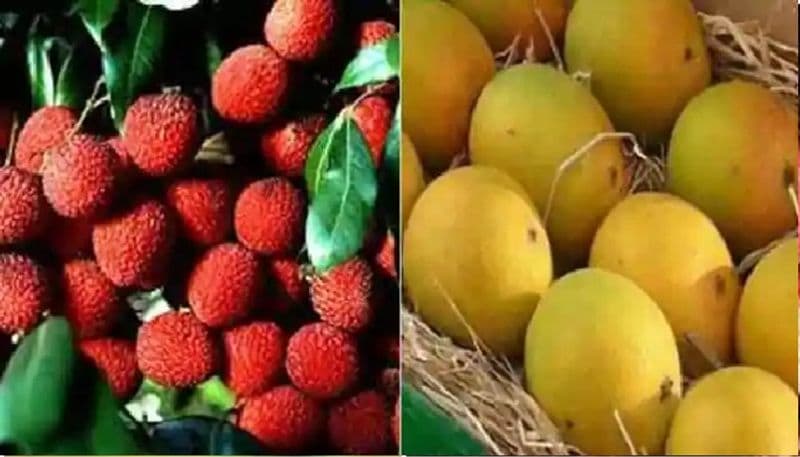 बिहार के कृषि मंत्री प्रेम कुमार ने कहा कि तैयार पैकेट में न केवल आम होंगे, बल्कि उसकी खासियत बताने के लिए एक-एक पम्पलेट भी भेजा गया है।
