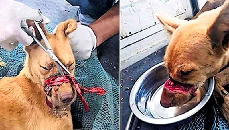 Dogs mouth sealed with insulation tape canine rescued after 2 weeks of torture