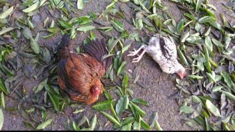 তেল কূপের আগুন ইতিমধ্যেই প্রাণ কাড়তে শুরু করেছে বন্য প্রাণিদের। বিশেষ করে শোচনীয় অবস্থা পাখিদের। তেল কূপে অগ্নিকাণ্ডের ফলে বাস্তুতন্ত্রের বড় ক্ষতি হয়ে যাবে বলেই আশঙ্কা করছেন পরিবেশবিদরা।