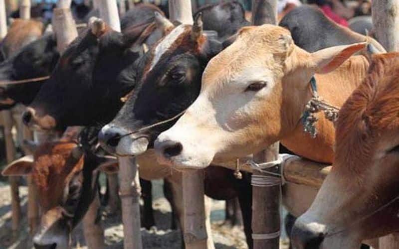 UP Cabinet clears ordinance; Up to 10 years in jail for cow slaughter
