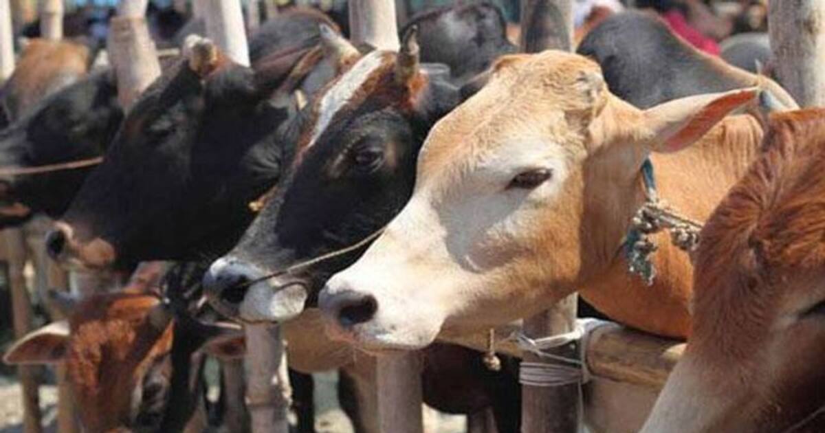 up-to-10-years-in-jail-for-cow-slaughter-in-up-what-is-cow-slaughter